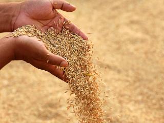 Seeds Processing