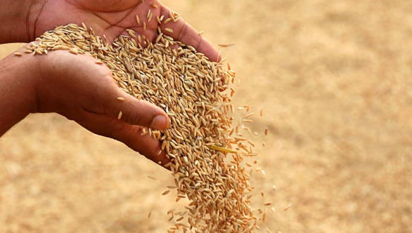 Seeds Processing